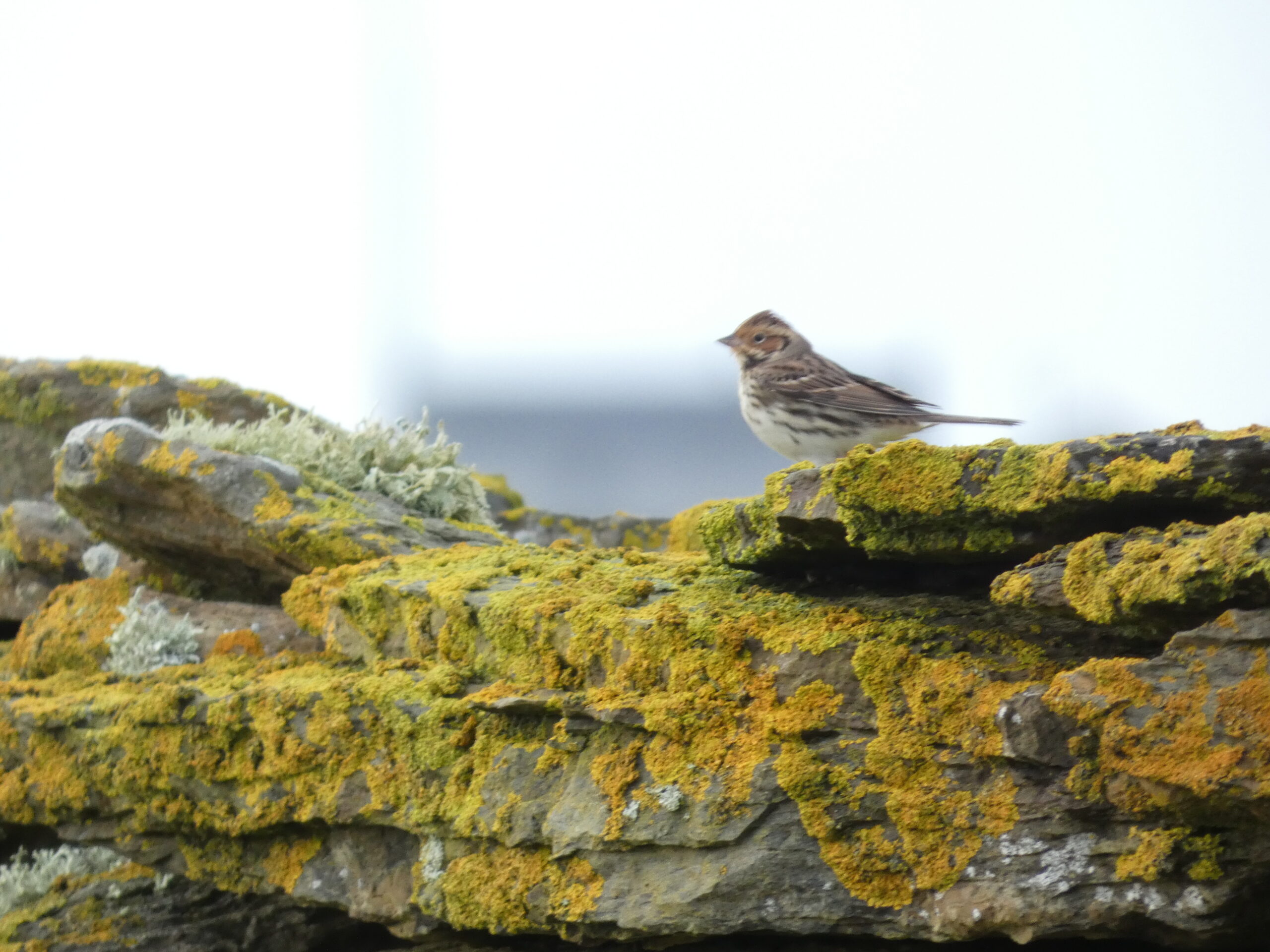 North Ronaldsay Magic – September ’23